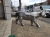 il_1588xN.5626669439_iqia Figury 3D, do ogrodu, salonu, metalowy wilk, metalowy doberman, foruga dobermana.jpg